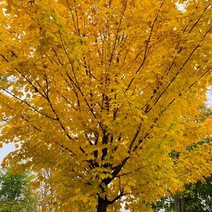 Meet your Posher, Bobby